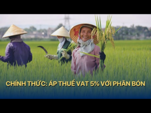 Phân tích cổ phiếu DPM 2026: Đón đầu chu kỳ tăng trưởng mới nhờ giá Ure phục hồi