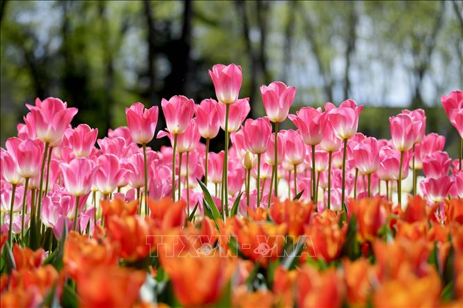 Hội chứng hoa Tulip là gì? Giải mã bong bóng tài chính đầu tiên của nhân loại