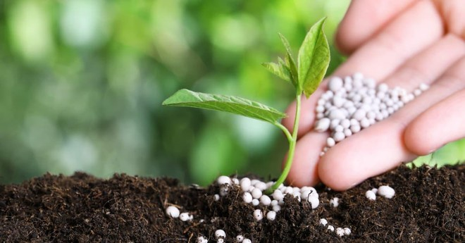 Phân tích chuyên sâu cổ phiếu DCM (Đạm Cà Mau) 2026: Có nên đầu tư vào “ông lớn” ngành phân bón?